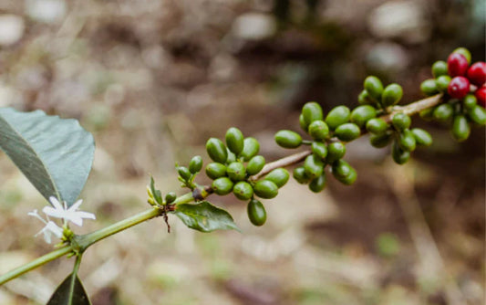 WUSH WUSH EL VARIETAL EXÓTICO