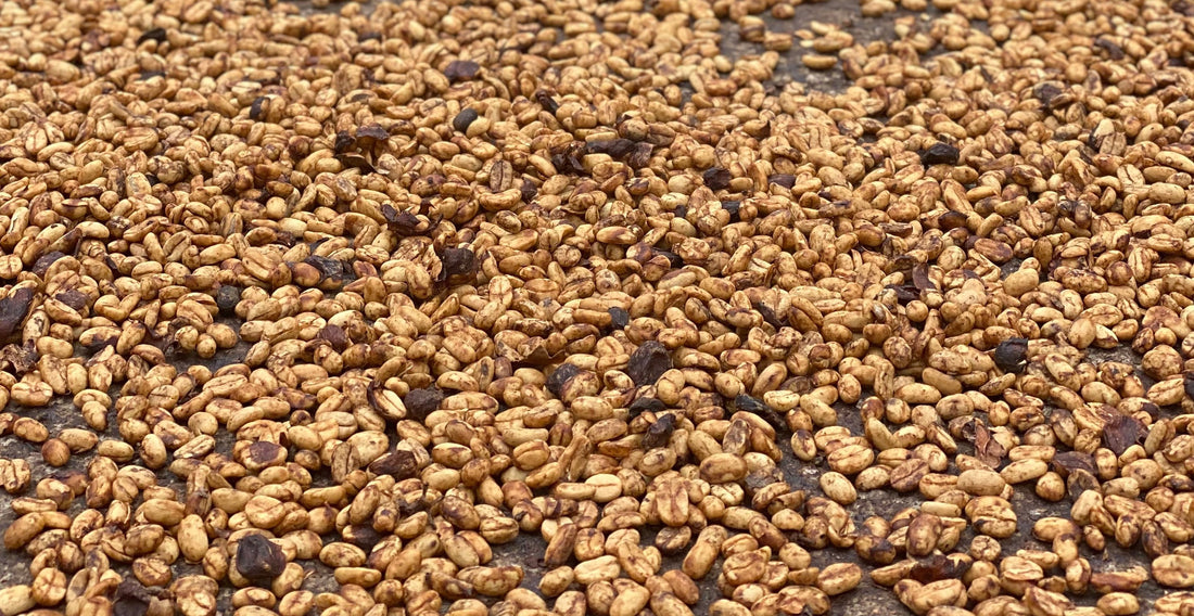 ¿QUÉ ES CAFE PROCESO HONEY?