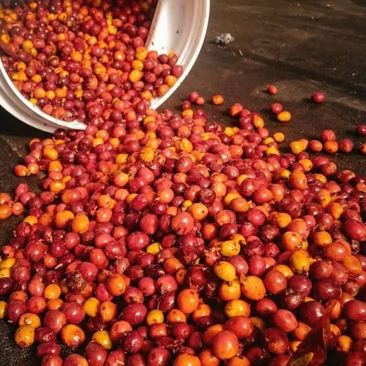 EGUBERRI CAFÉ DE NAVIDAD