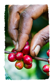 REPÚBLICA DOMINICANA LATA