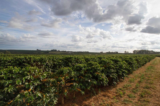 ENCUENTRO CON PRODUCTOR