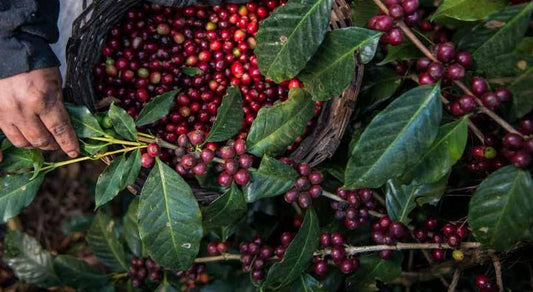 GUATEMALA NUEVO ORIENTE