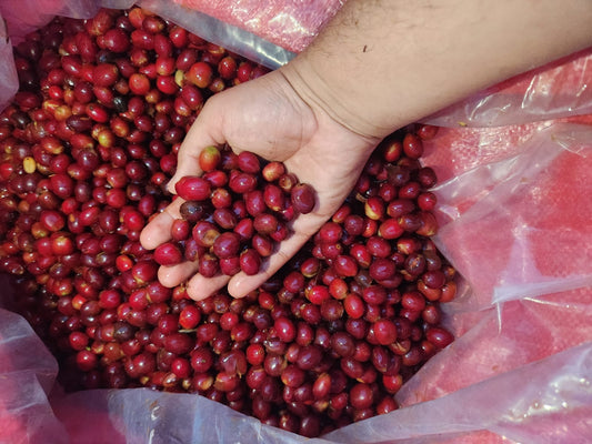 HONDURAS SAMUEL MEJIA