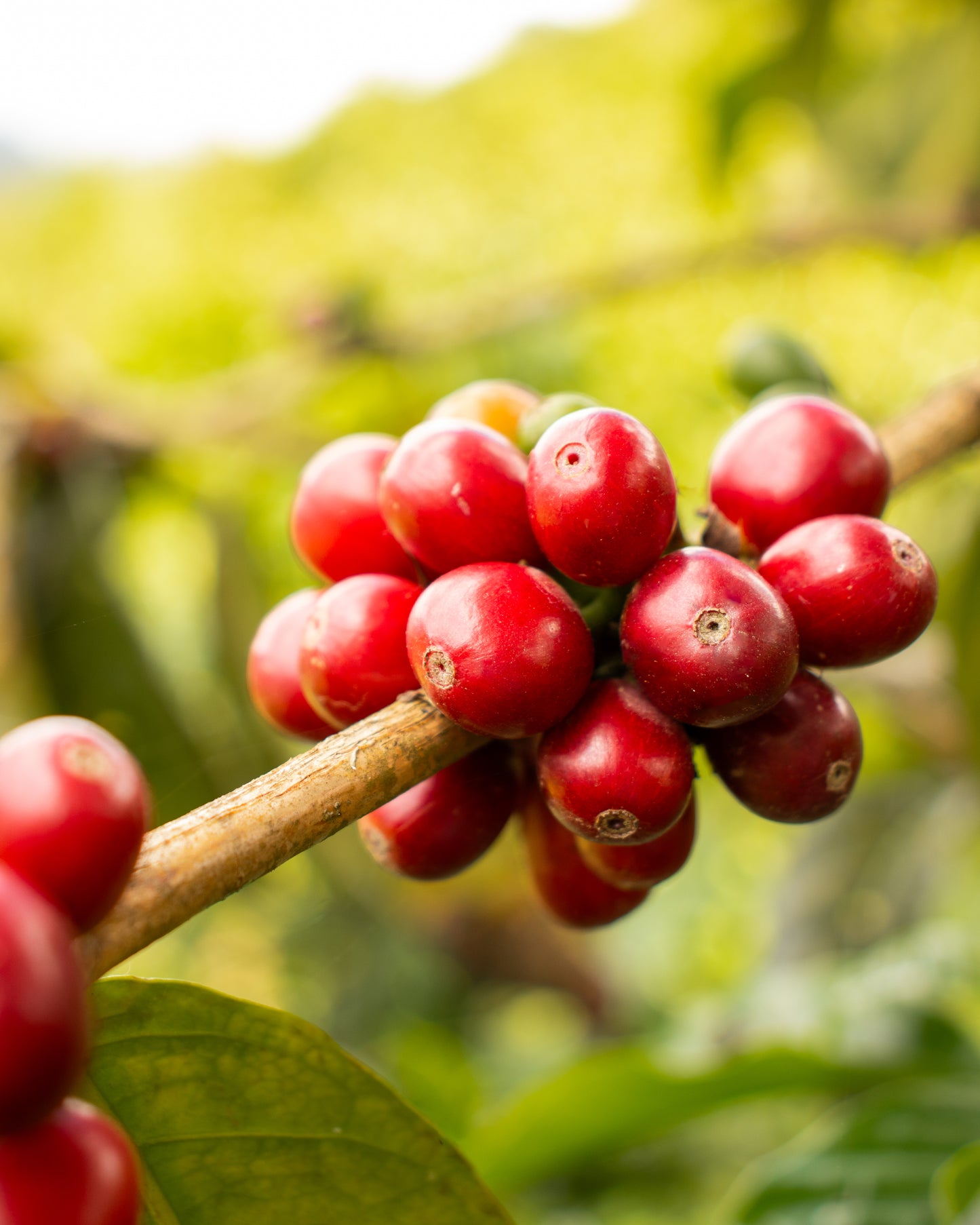 FRUTA FRESCA