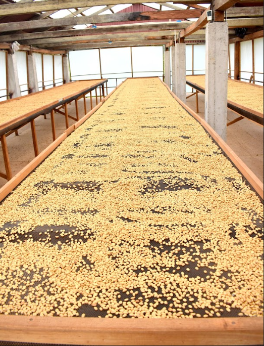 PERU ARIZACA BOURBON