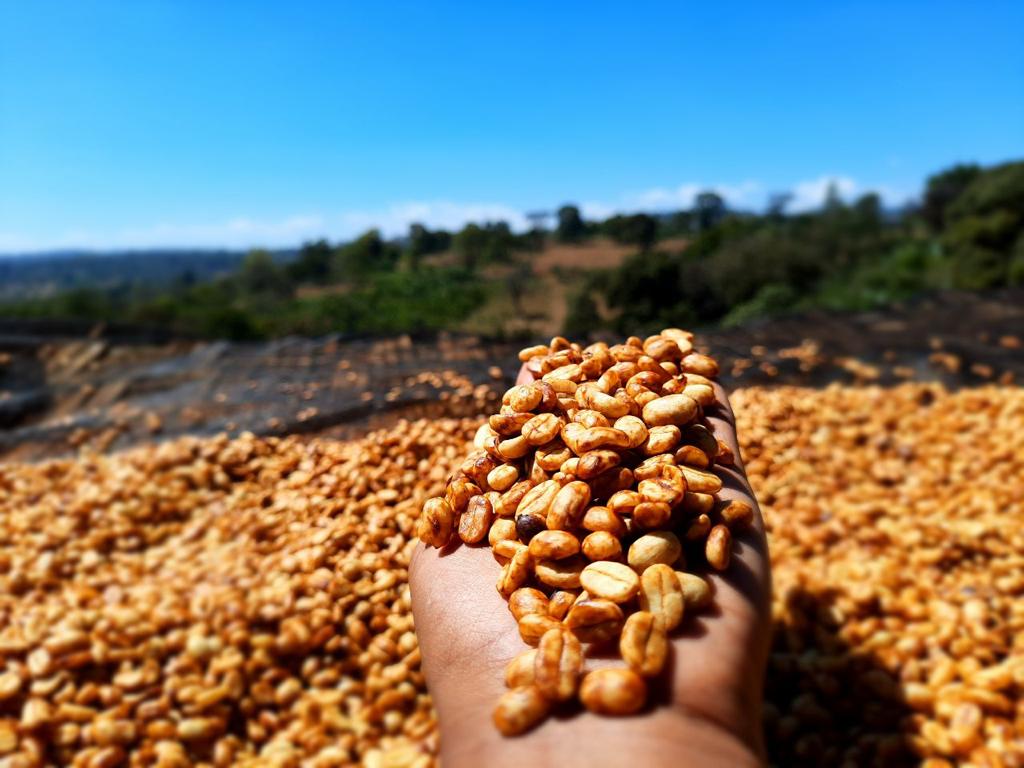 ETIOPIA GUJI URAGA