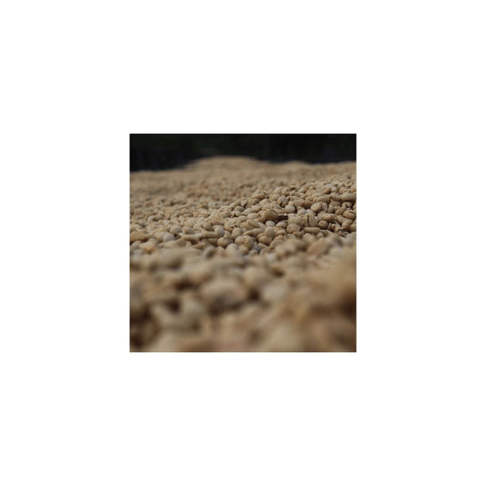 ETIOPIA LEGESSE MATISSO