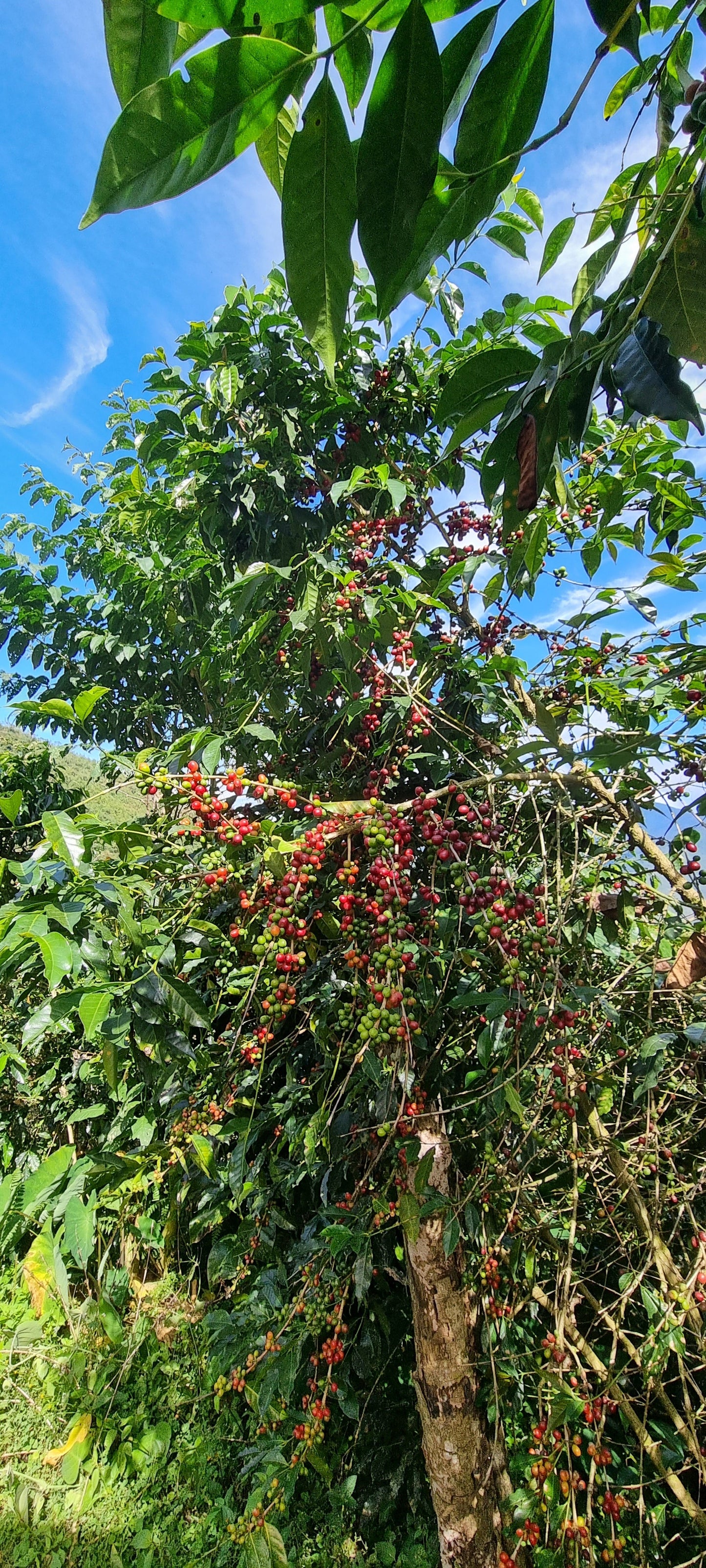 PERU ARIZACA BOURBON