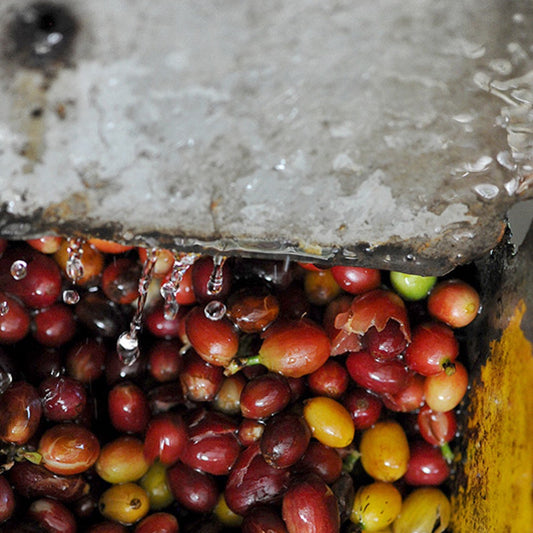 MEXICO VOLCÁN CRIOLLO