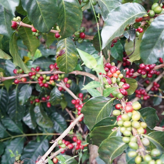 COSTA RICA TRES MILAGROS