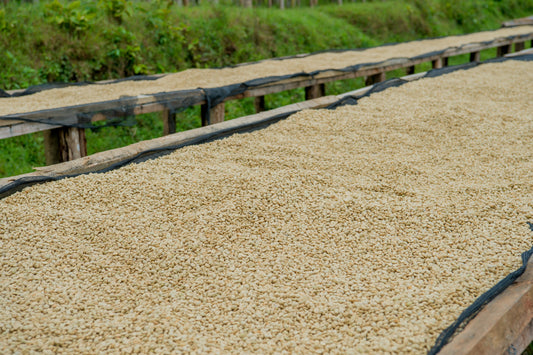 Café de Rwanda: La Joya Montañosa del Corazón de África