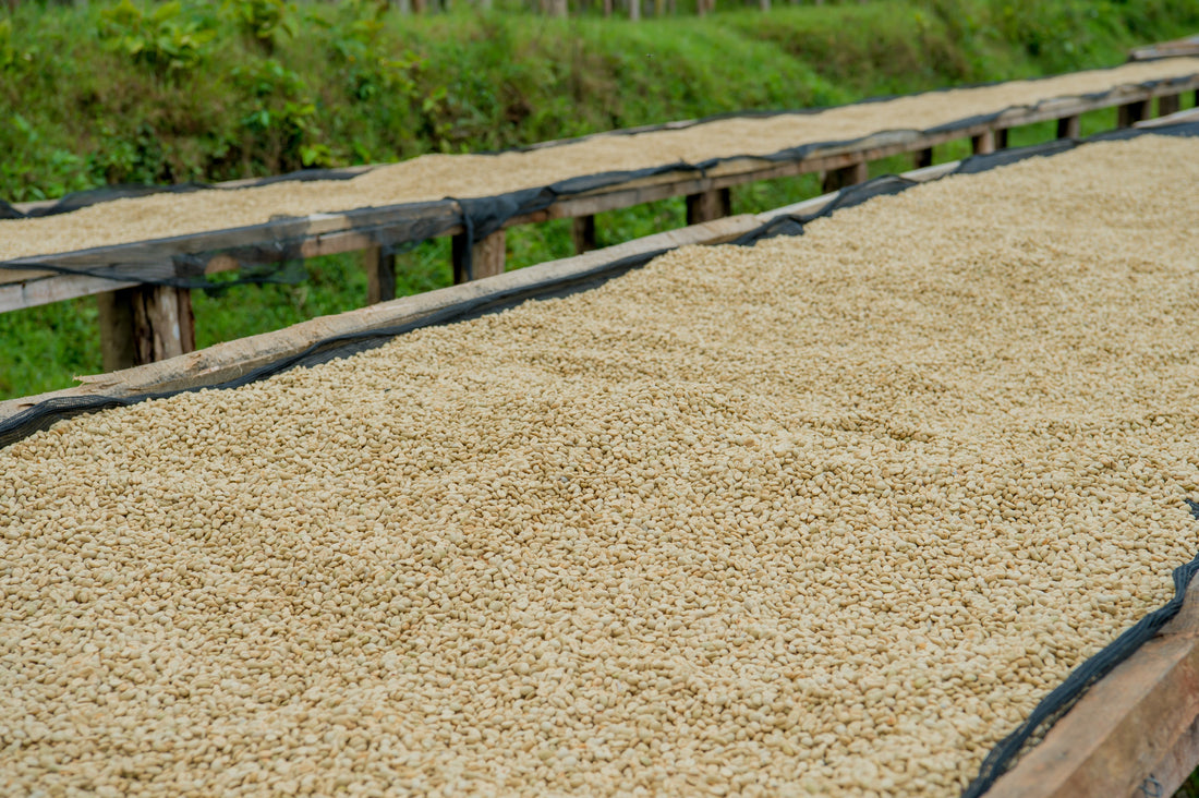 Café de Rwanda: La Joya Montañosa del Corazón de África