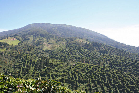 Café de El Salvador: Tesoro Volcánico con Sabor a Tradición