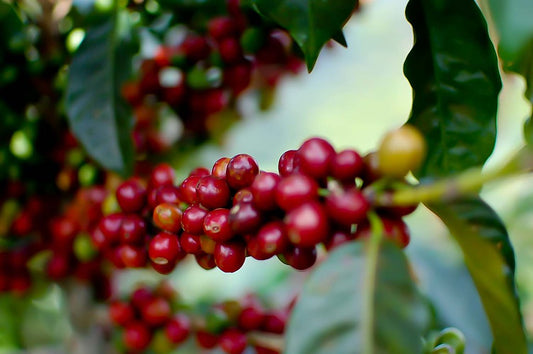 Tanzania: El Secreto Africano que Despierta Tu Taza
