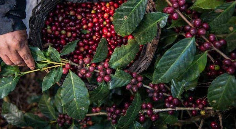 GUATEMALA NUEVO ORIENTE