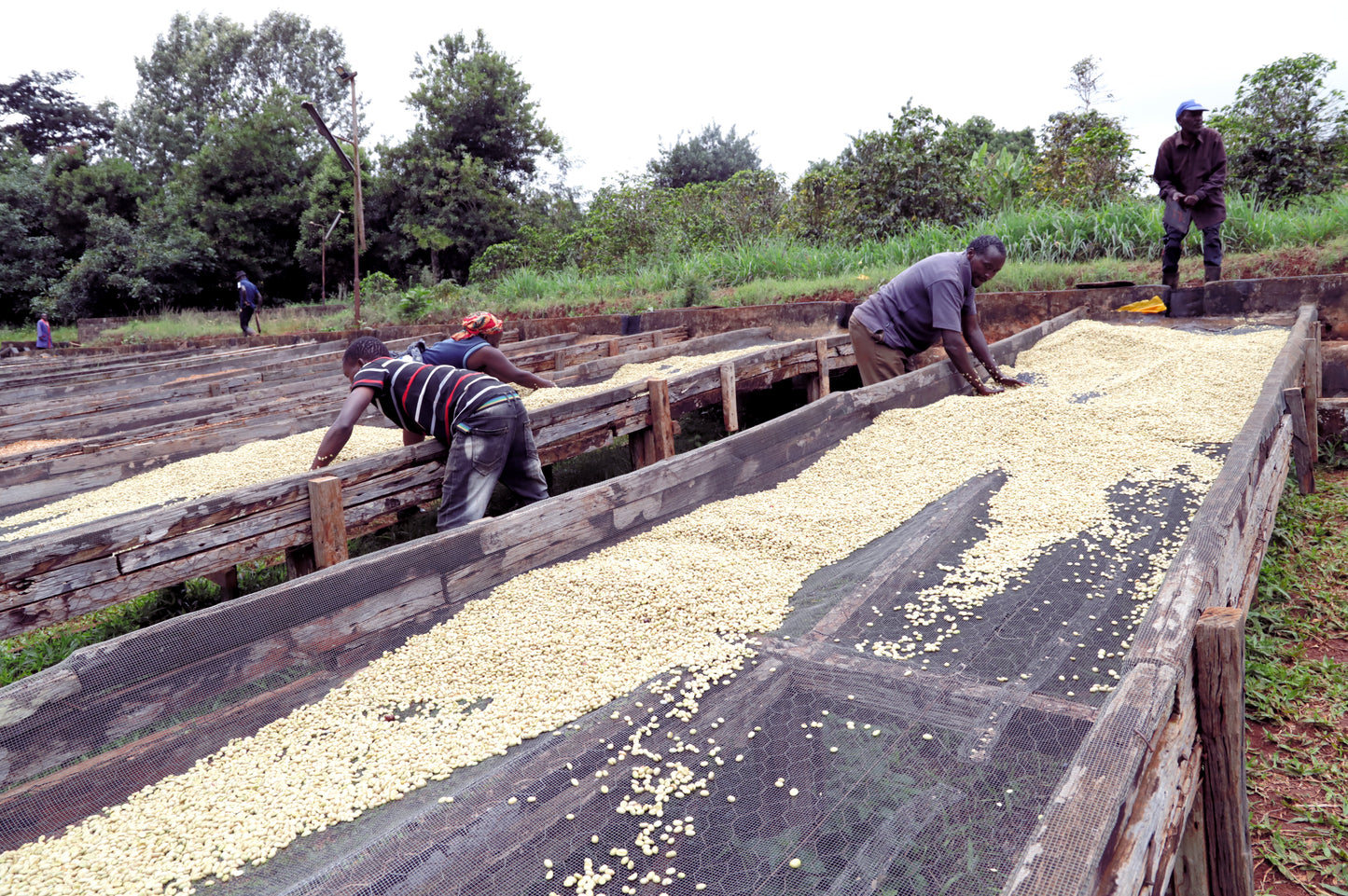 KENIA EMBU