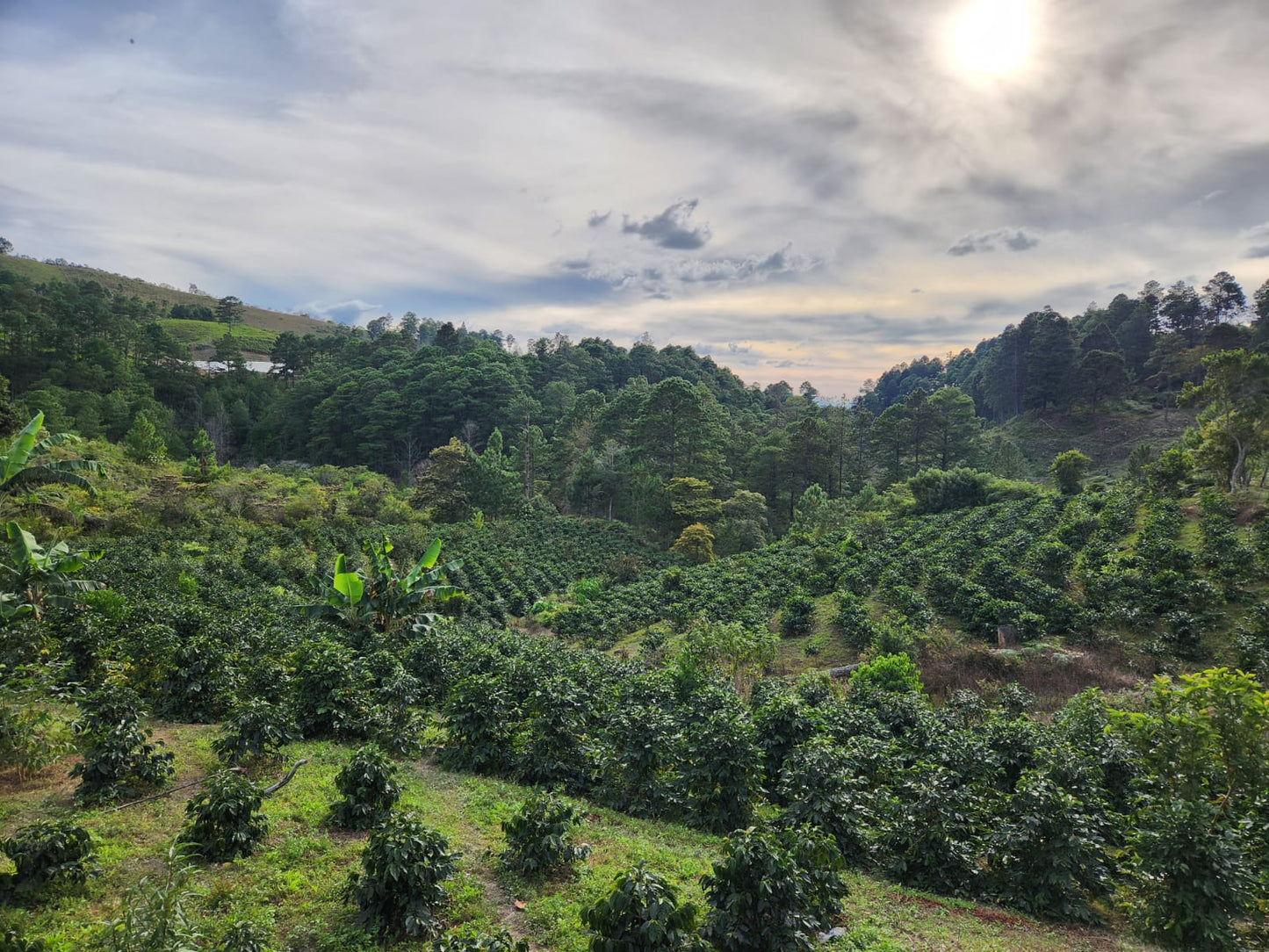 HONDURAS LAS DELICIAS