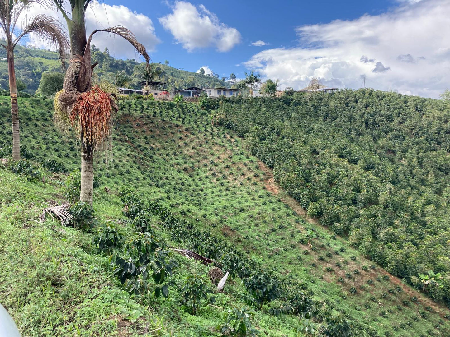 FINCA EL DIVISO CHIROSO