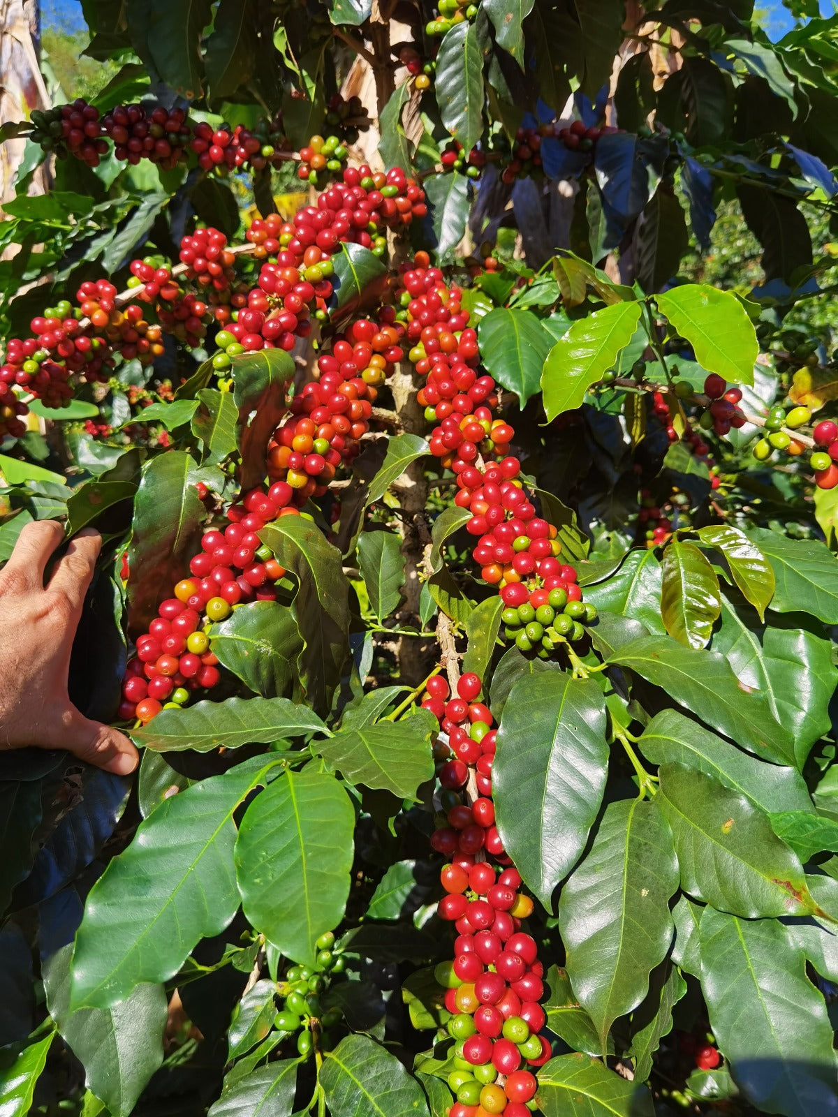 FINCA EL DIVISO CHIROSO