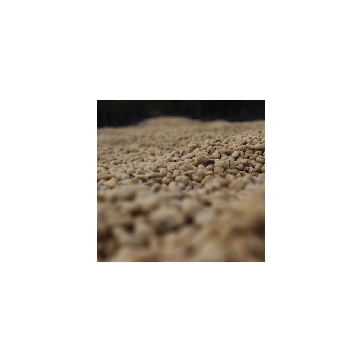 ETIOPIA LEGESSE MATISSO