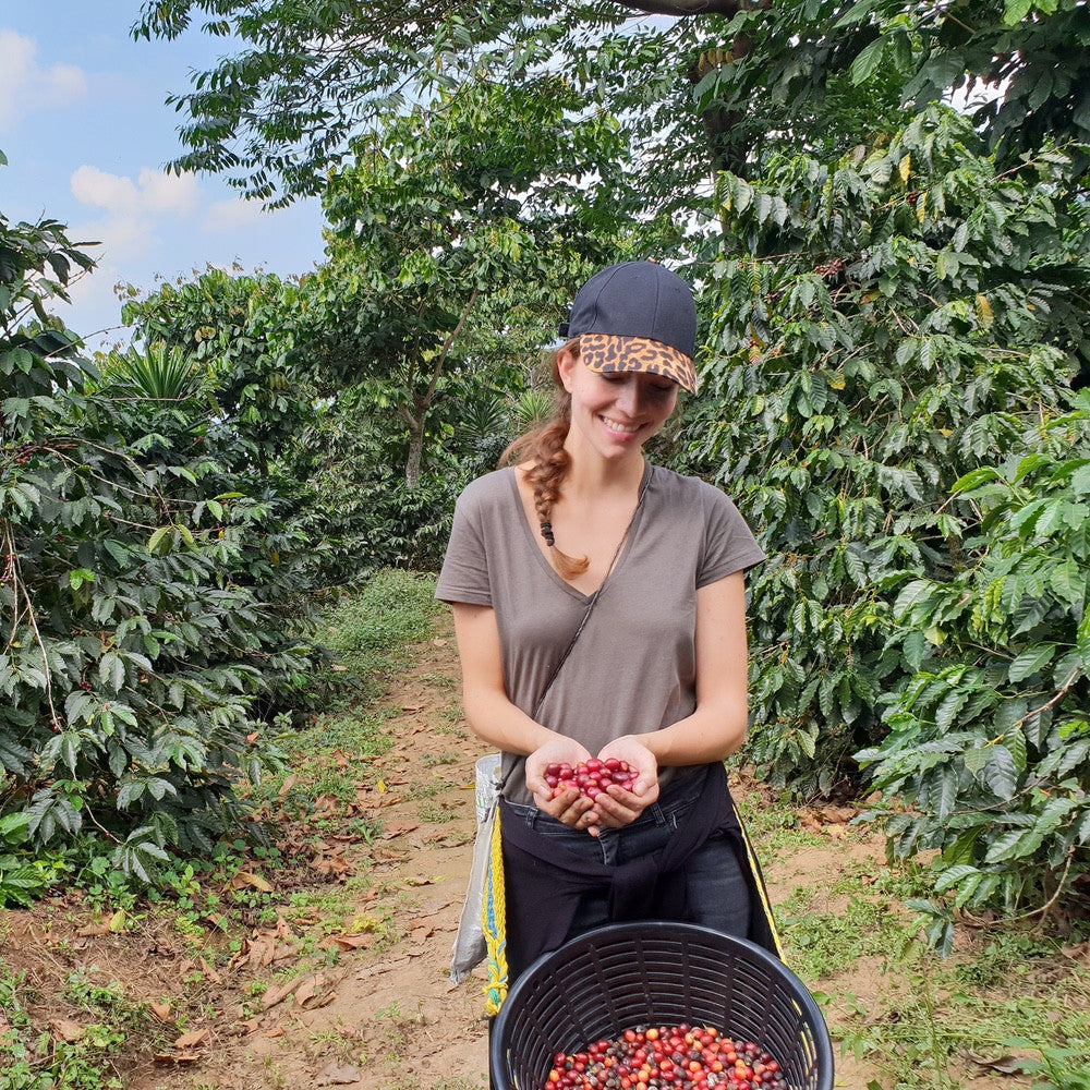 MEXICO GUADALUPE ZAJU