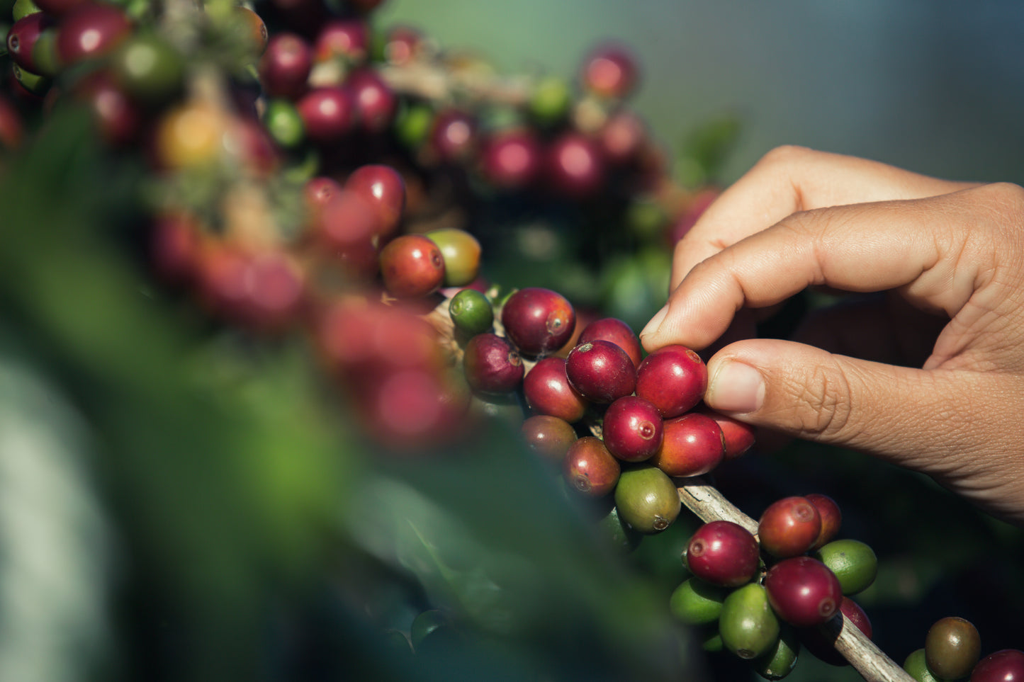 BRASIL FAZENDA BAGAGEM